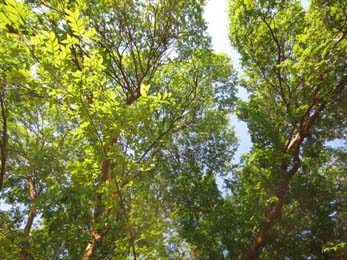 Cedar Elm Tree